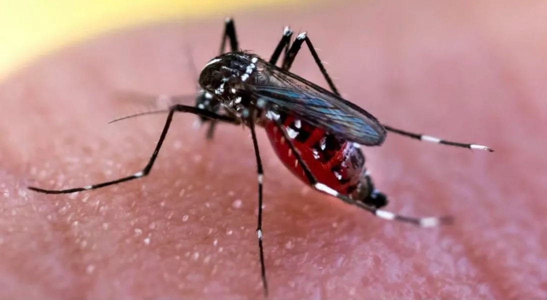 81192-son-ocho-los-casos-confirmados-de-dengue-en-la-provincia