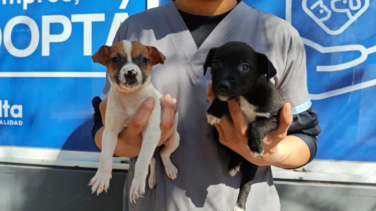 perros-en-adopcion-2-768x432