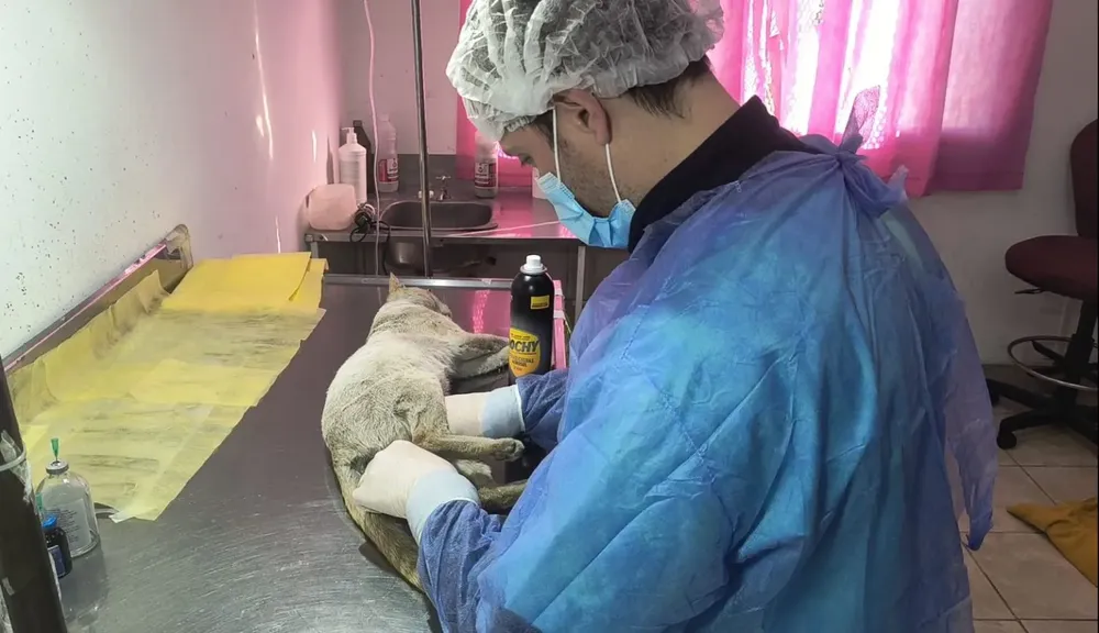 cic-de-limache-castraciones-1536x884