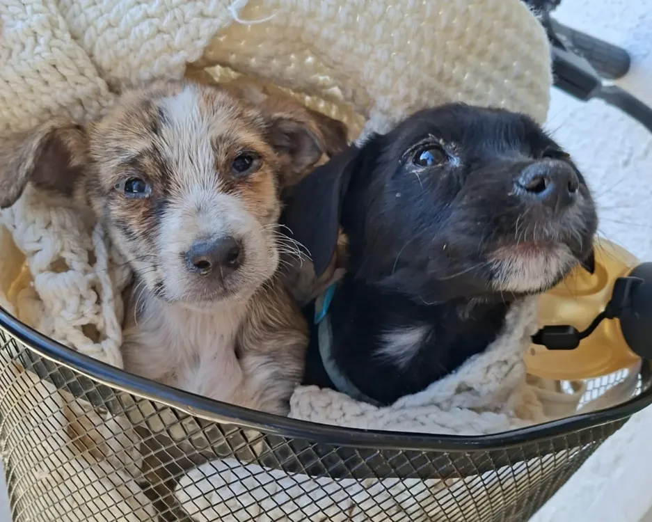castracion-perros