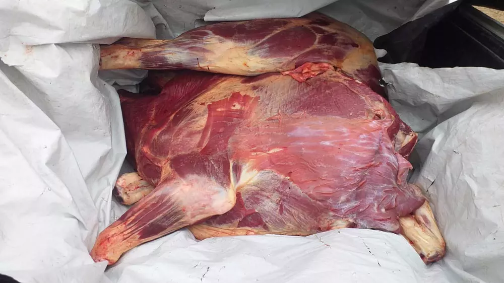 carne25mar33