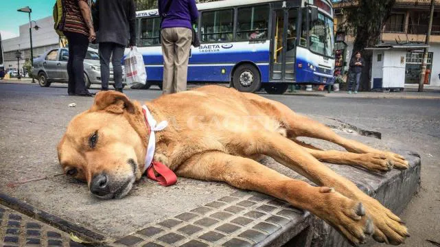 Perro-Milagro