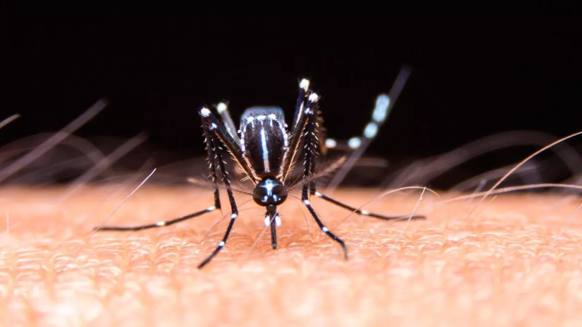 dengue11