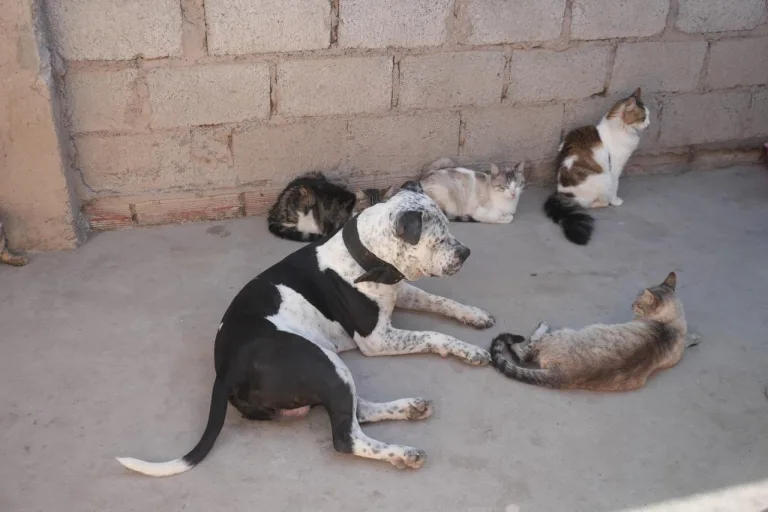 vacunacion-antirrabica-18-768x512