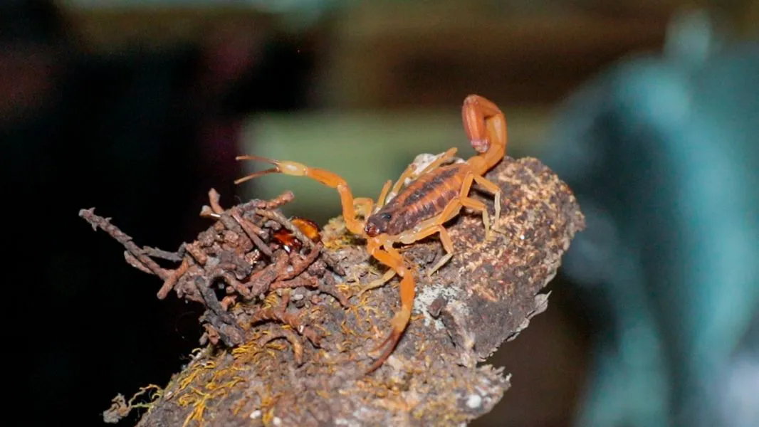 14445-inicio-la-campania-de-recepcion-de-alacranes-para-elaboracion-de-suero-antiescorpionico