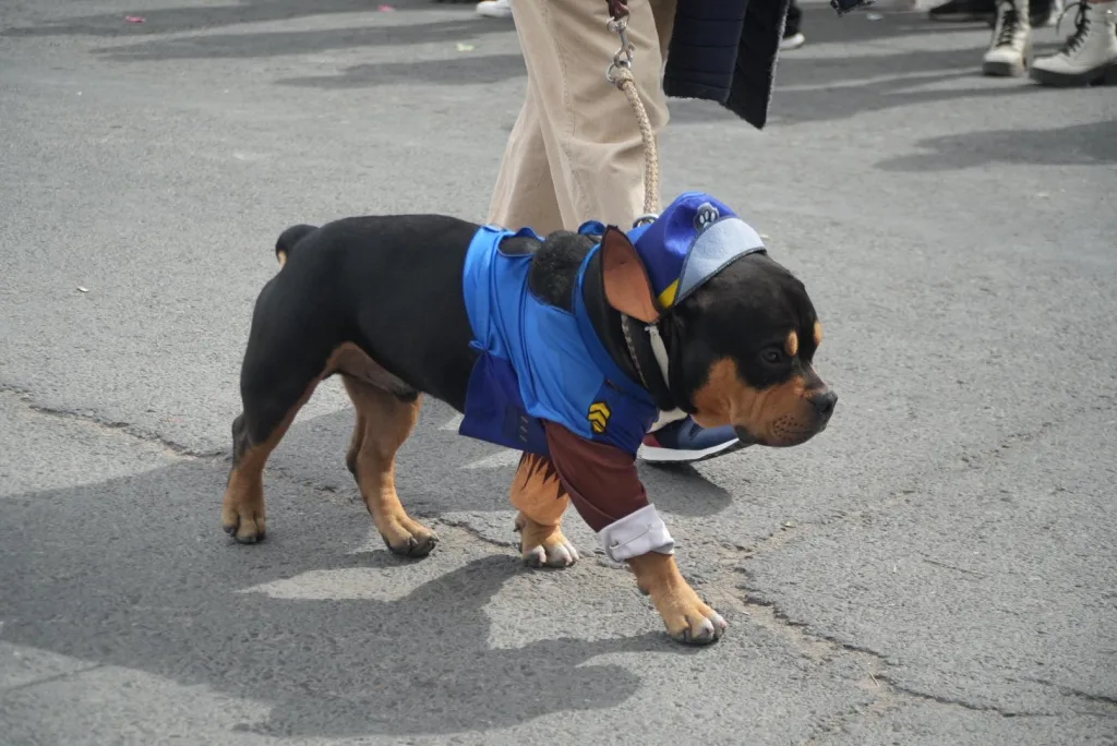 desfile-de-animales-1-1024x684
