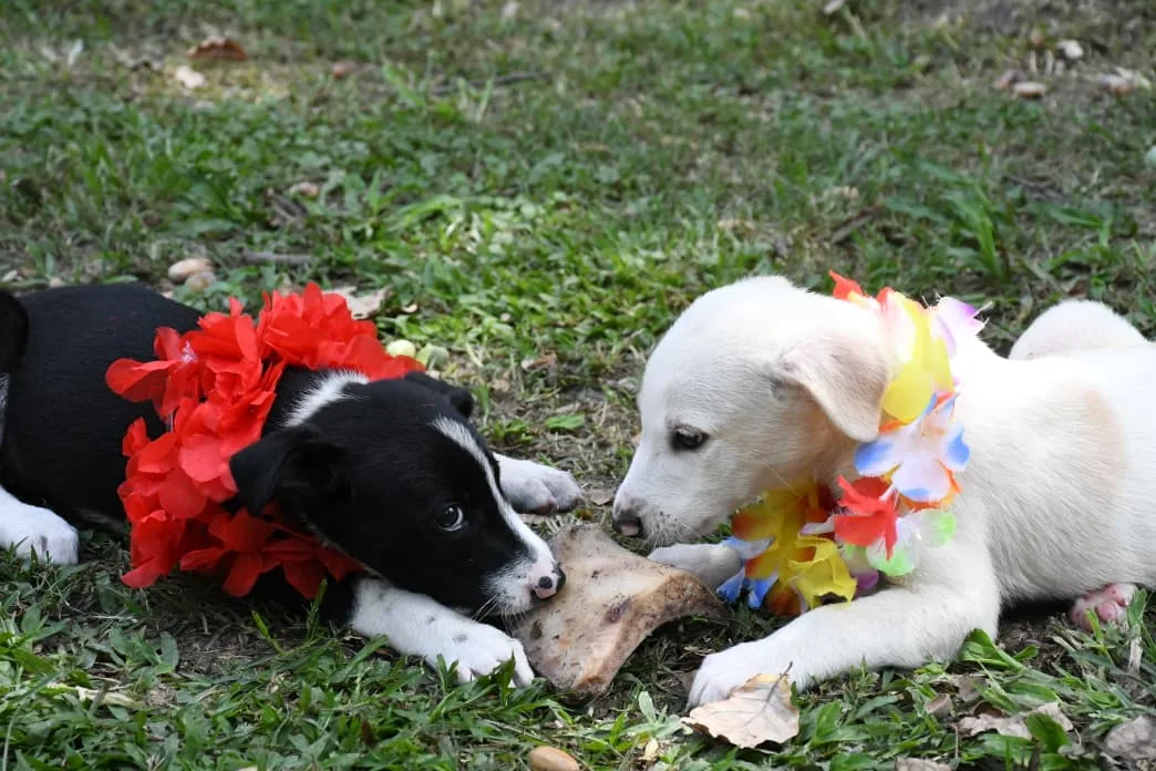 adopcion-san-valentin-5