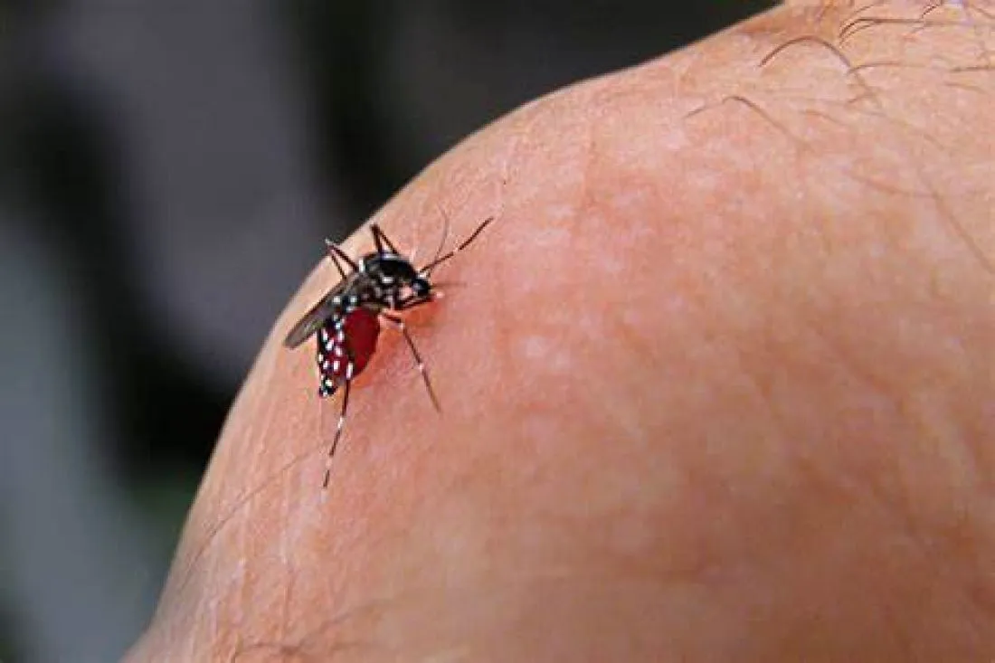 3414-afirman-que-disminuyeron-un-40-los-casos-de-dengue-en-salta