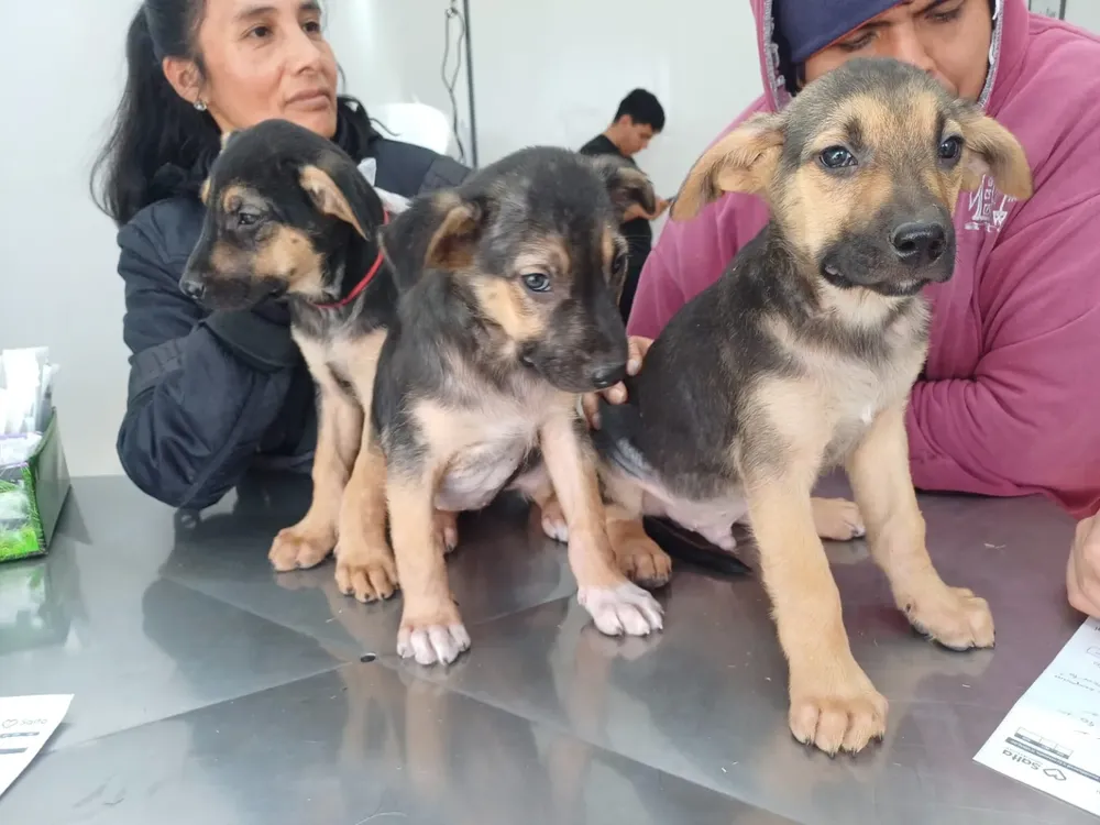 perritos-1536x1152