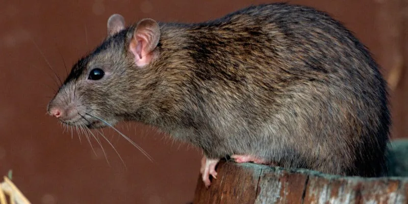hantavirus-diariojuridico