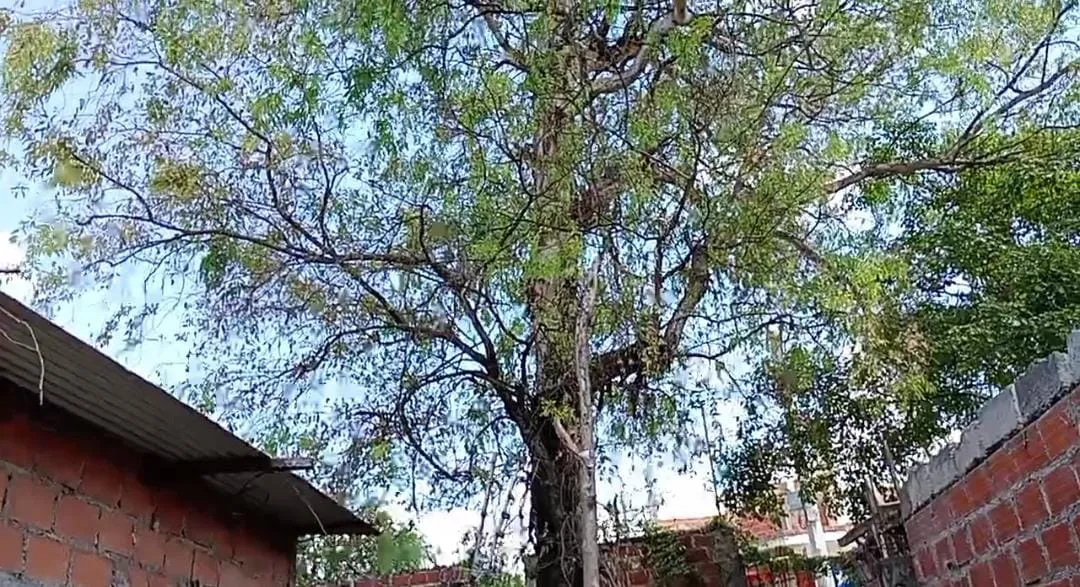 WhatsApp Image 2024-10-31 at 11.42.26